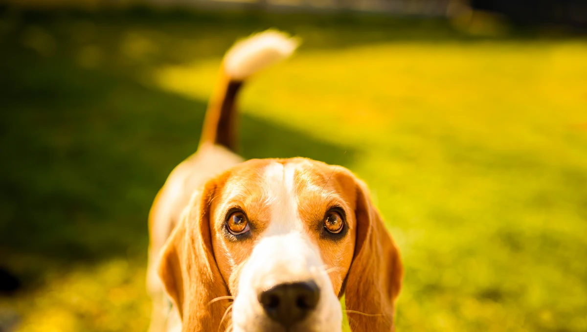 Le Droit des animaux : une question d'éthique et de responsabilité